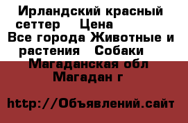 Ирландский красный сеттер. › Цена ­ 30 000 - Все города Животные и растения » Собаки   . Магаданская обл.,Магадан г.